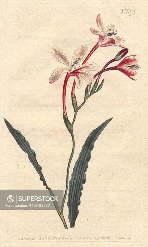 Curled-leaved tritonia with pink, crimson and white flowers. A native of South Africa.. Tritonia crispa. Handcolored copperplate engraving from a botanical illustration by Sydenham Edwards from William Curtis's "Botanical Magazine" 1803.