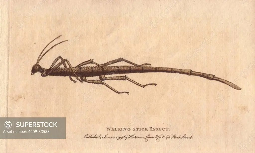 Walking stick insect from the Cape of Good Hope.. Phasmatodea or Phasmida. Copied from an illustration by George Edwards.. Handcoloured copperplate engraving from "The Naturalist's Pocket Magazine; or, Complete Cabinet of the Curiosities and Beauties of Nature" (1798~1802) published by Harrison, London.