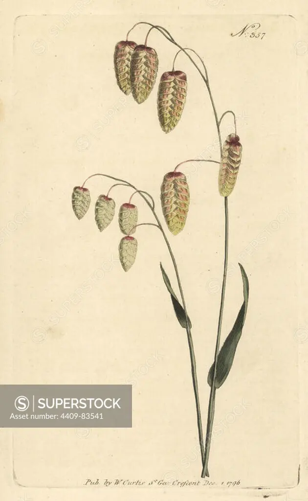 Great quaking grass, Briza maxima. Native to Spain and Italy, common in London gardens in the 17th century. Handcoloured copperplate engraving after a botanical illustration from William Curtis's Botanical Magazine, Stephen Couchman, London, 1796.