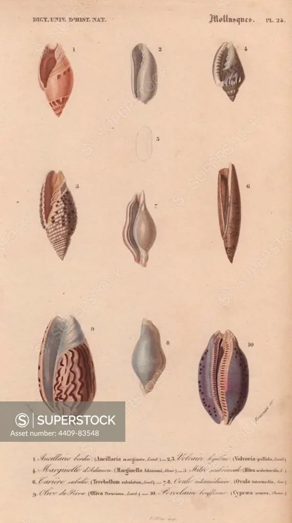 Decorative arrangement of nine colorful shells including the cowrie, mitra, Peruvian olive and terebellum.. Ancillaire bordee : Ancillaria marginata. Volvaire hyaline : Volvaria pallida. Marginelle diatanson : Marginella Adansoni. Mitre scabriuscule : Mitra scabriuscula. Cariere subulie : Terebellum subulatum. Ovule intermediaire : Ovula intermedia. Olive de Pereu : Olive Peruviana. Porcelaine buffenne : Cyproea scurra. Handcolored engraving by Pretre from Charles d'Orbigny's "Dictionnaire Universel d'Histoire Naturelle" (Universal Dictionary of Natural History) 1849. Charles d'Orbigny (1806~76) was a French naturalist. His father Charles Marie was a doctor in the French army and his elder brother Alcide was a famous naturalist and paleontologist. Charles started his studies at La Rochelle then left to study medicine in Paris. In 1834, he won an appointment in the geology department at the National Museum of Natural History. From 1837 to 1864 he headed the department of natural history