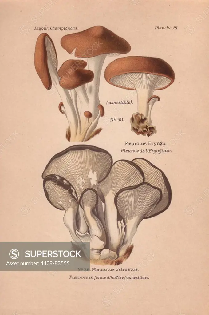 Edible king trumpet, french horn, king oyster or eringi mushroom (Pleurotus eryngii) and tree oyster mushroom (Pleurotus ostreatus). Chromolithograph from Leon Dufour's "Atlas des Champignons Comestibles et Veneneux" (1891).