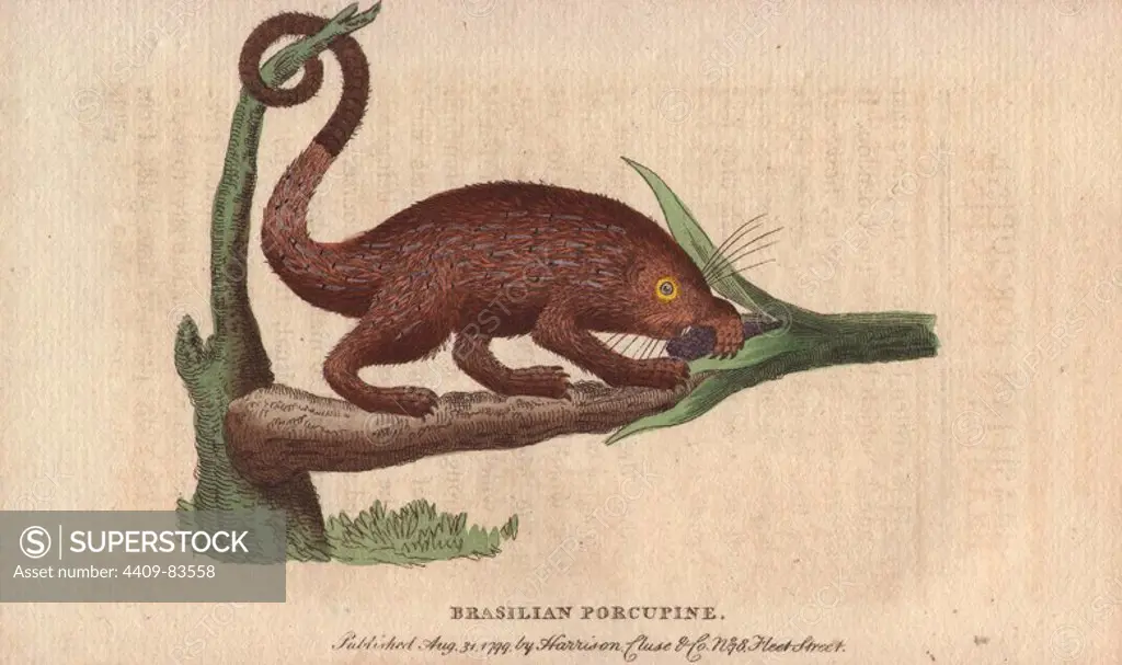Brasilian porcupine. Coendou prehensilis. Drawing by Pennant "from a specimen in the possession of Mr. Greenwood.". Handcoloured copperplate engraving from "The Naturalist's Pocket Magazine; or, Complete Cabinet of the Curiosities and Beauties of Nature" (1798~1802) published by Harrison, London.