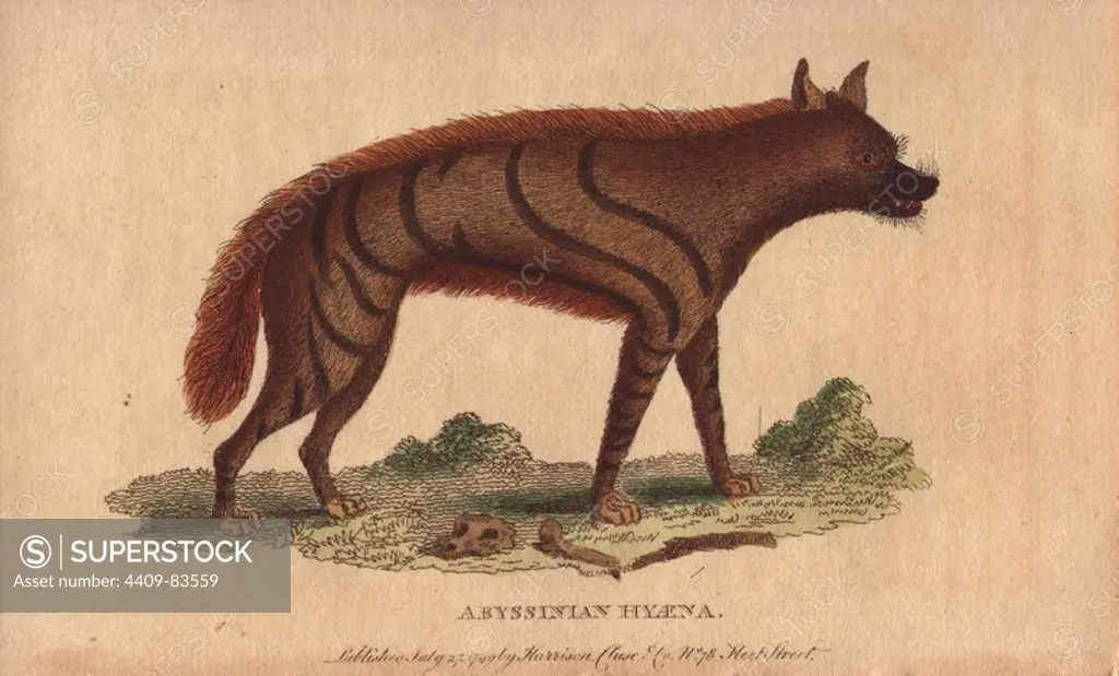 Abyssinian hyena. Hyaena aethiopicus. "Mr Bruce denies that the Hyaena digs up graves, and maintains that it is not the Saphan of the Sacred Writings. The people of Gondar firmly believe that these animals are Falasha from the neighboring mountains transformed by magic, and come down to eat human flesh in the dark.". Handcoloured copperplate engraving from "The Naturalist's Pocket Magazine; or, Complete Cabinet of the Curiosities and Beauties of Nature" (1798~1802) published by Harrison, London.