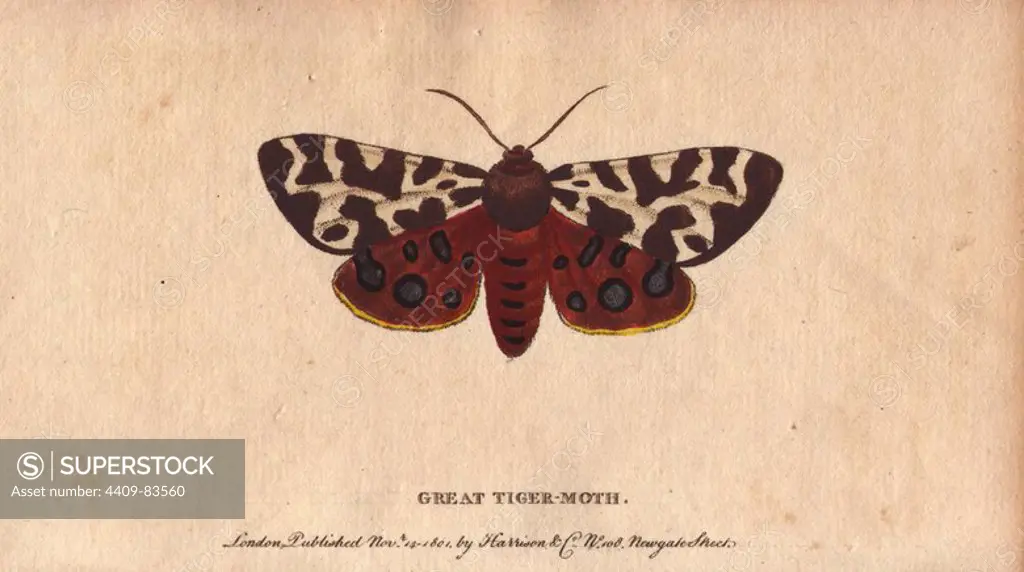 Great tiger moth (or garden tiger moth). Arctia caja. Handcoloured copperplate engraving from "The Naturalist's Pocket Magazine; or, Complete Cabinet of the Curiosities and Beauties of Nature" (1798~1802) published by Harrison, London.