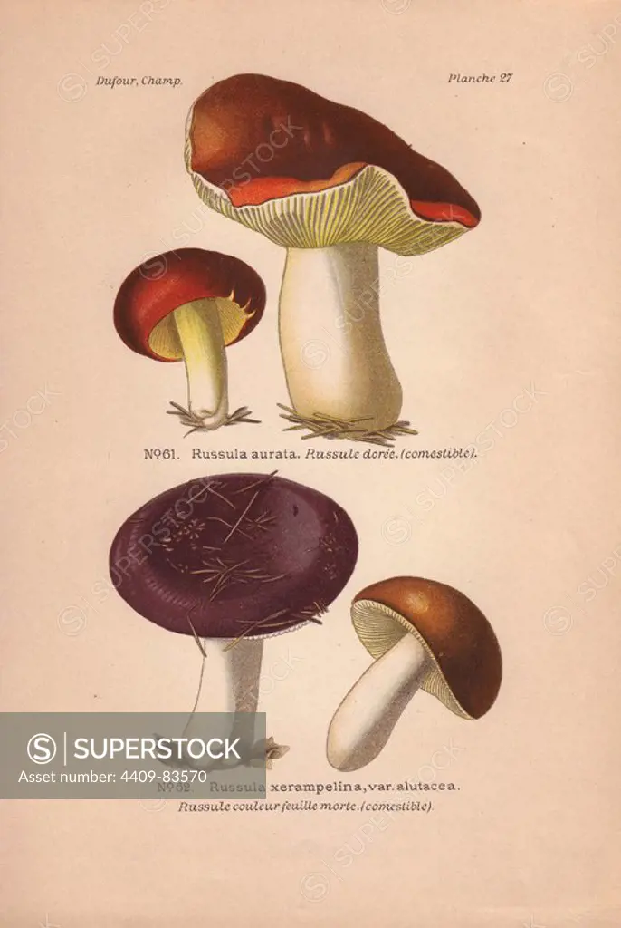Edible mushrooms: gilded brittlegill mushoom (Russula aurata) and purple-colored shrimp mushroom (Russula xerampelina).. Chromolithograph from Leon Dufour's "Atlas des Champignons Comestibles et Veneneux" (1891).
