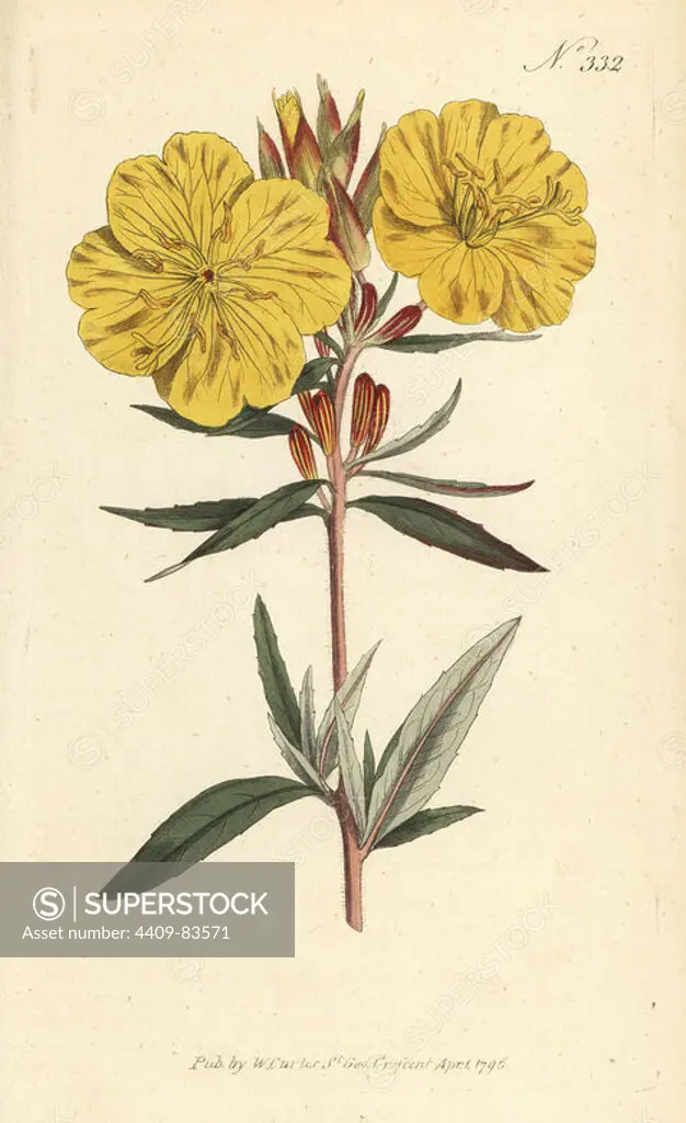 Narrowleaf evening primrose, narrow-leaved sundrops, or shrubby oenothera, Oenothera fruticosa. Native to Virginia, North America. Handcoloured copperplate engraving after a botanical illustration from William Curtis's Botanical Magazine, Stephen Couchman, London, 1796.