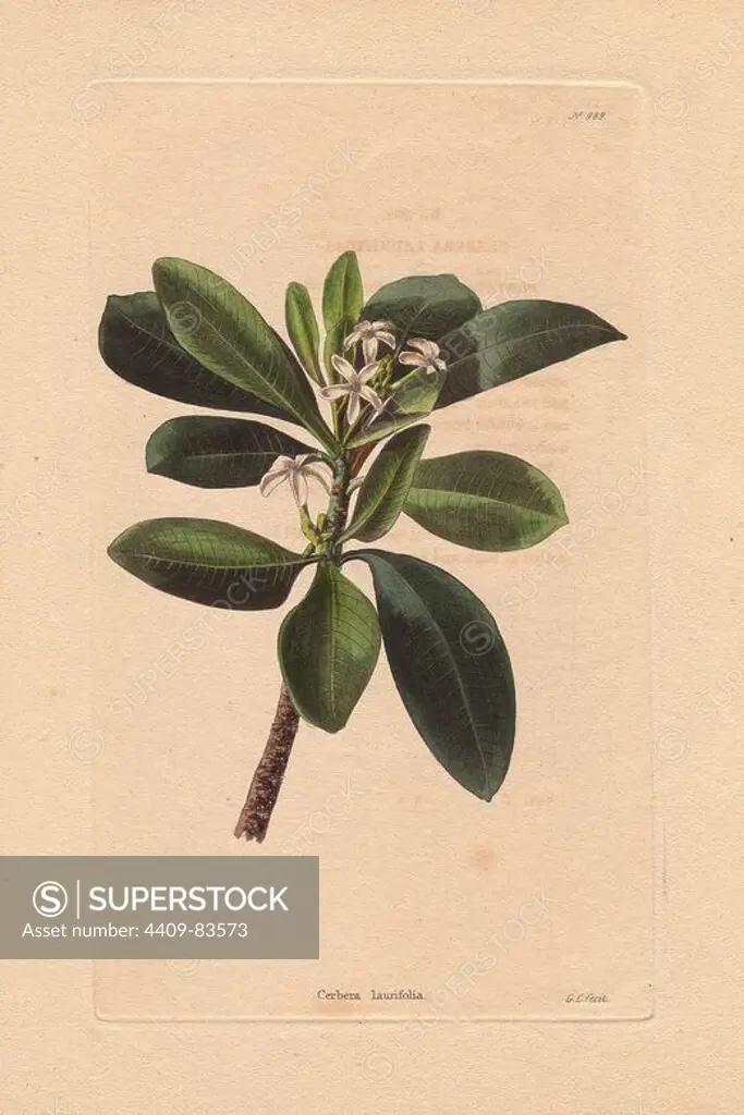 Cerbera laurifolia. Native of Singapore, and some of the adjacent islands, Ceylon. The plant is named after the mythical Cerberus, the multiheaded dog that guards the entrance to Hades, because it is highly poisonous. Conrad Loddiges and Sons published an illustrated catalogue of the nursery's plants entitled the Botanical Cabinet. The monthly magazine featured 10 hand-coloured illustrations and ran from 1817 to 1833 to total 2,000 plates. The publication introduced many exquisite camellias from China, exotic orchids and lilies from the New World, and about 100 varieties of heaths from South Africa, which were currently in vogue. (The Victorian era saw a series of manias for flowers - from roses and camellias to heaths, ferns and orchids.). Most of the plates were drawn by the author George Loddiges and local engraver George Cooke (1781~1834). The others were drawn by Loddiges' daughter Jane and his brother William, Cooke's brother William and his son Edward (who became a leading Victo