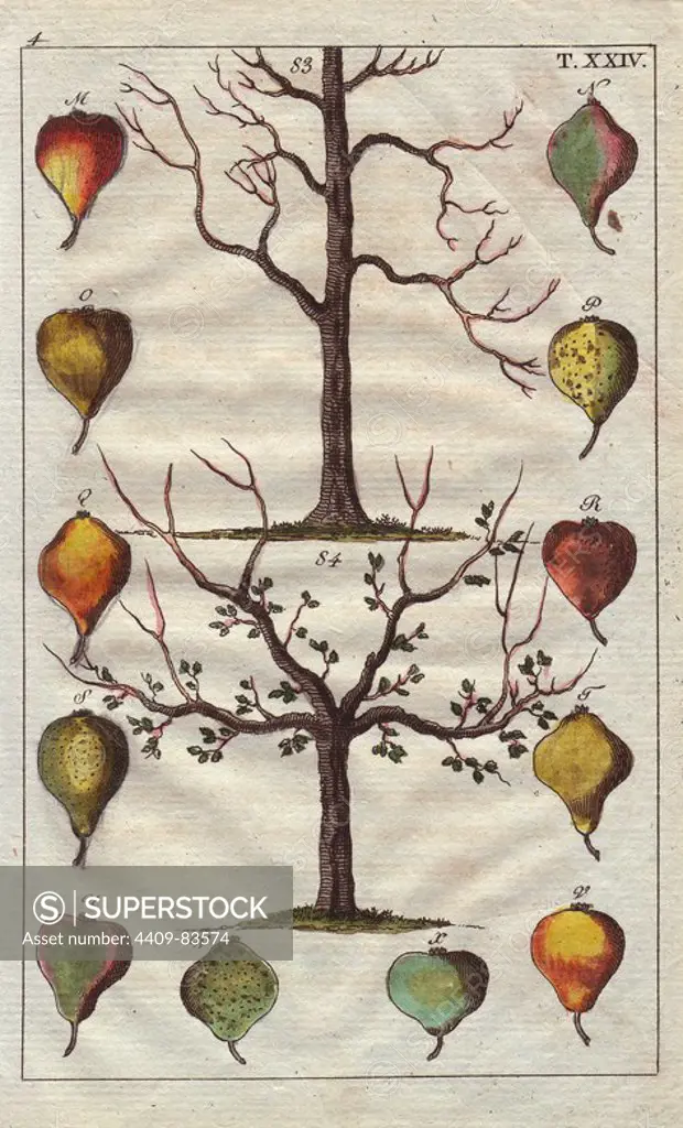 Fruit tree trunks, pears, Pyrus communis. Handcolored copperplate engraving of a botanical illustration from G. T. Wilhelm's "Unterhaltungen aus der Naturgeschichte" (Encyclopedia of Natural History), Vienna, 1816. Gottlieb Tobias Wilhelm (1758-1811) was a Bavarian clergyman and naturalist in Augsburg, where the first edition was published.