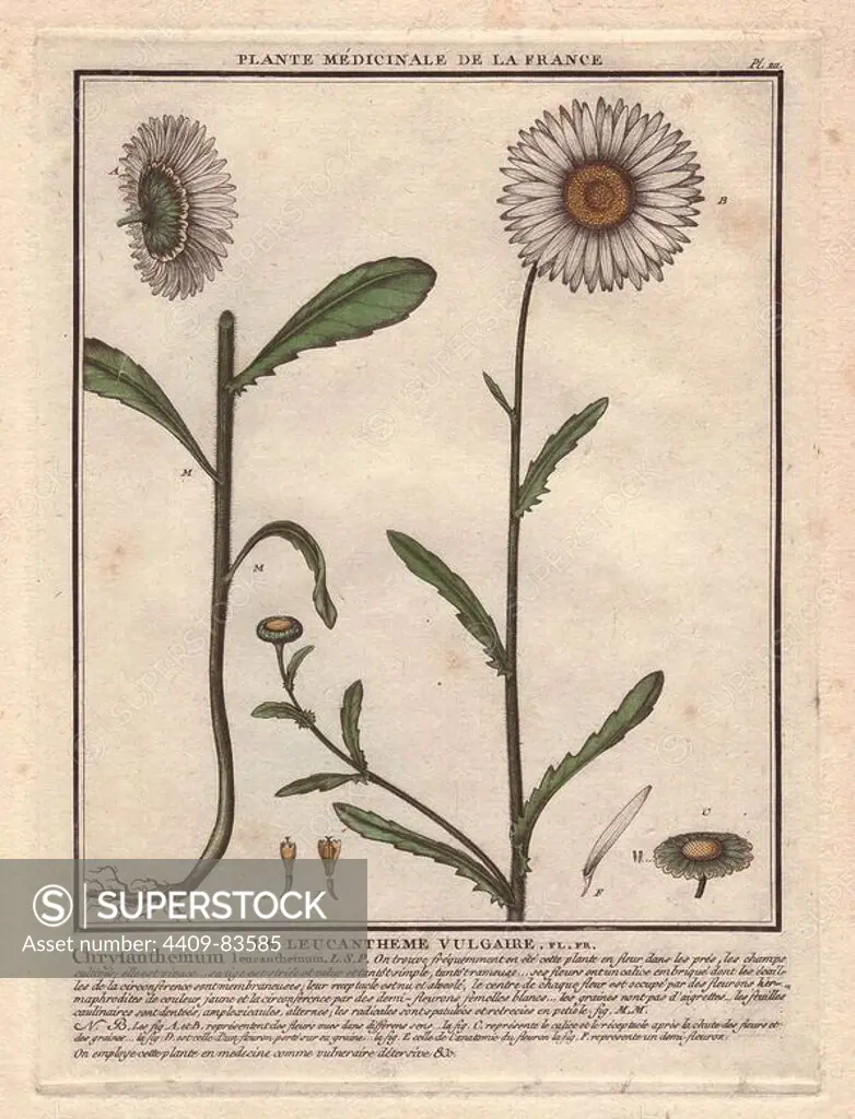 Oxeye daisy . Le marguerite commun, ou le leucantheme vulgaire (Chrysanthemum leucanthemum). French botanist Jean Baptiste François Pierre Bulliard was born around 1742 at Aubepierre-en-Barrois (Haute Marne) and died on 26 September 1793 in Paris. He studied at Angers, and later illustrated and published a number of botanical and mycological works on French flora. He studied art and engraving under Francois Martinet, the celebrated artist of many of Buffon's natural history books.