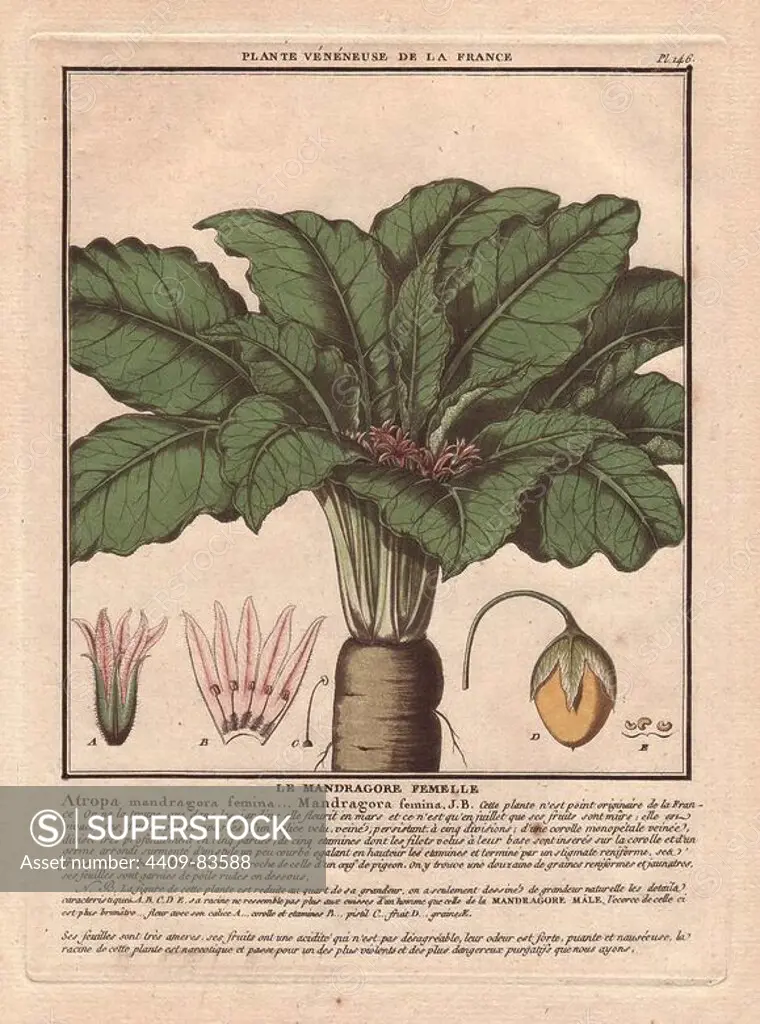 Female mandrake plant (Atropa mandragora or Mandragora officinarum).. French botanist Jean Baptiste François Pierre Bulliard was born around 1742 at Aubepierre-en-Barrois (Haute Marne) and died on 26 September 1793 in Paris. He studied at Angers, and later illustrated and published a number of botanical and mycological works on French flora. He studied art and engraving under Francois Martinet, the celebrated artist of many of Buffon's natural history books. His first book was "Flora of Paris" (1776-80), a re-edition of Sebastien Vaillant's work according to the Linnaean system. From 1780 until his death in 1793 he worked on the "Herbier de la France," a complete flora of French plants with over 600 plates. It was probably the first botanical work completely colour printed without retouching by hand. Blunt calls it "an attractive work, illustrated with colored engravings that are both delicate and accurate." Gill Saunders wrote in "Picturing Plants" (1995): "The Herbier is one of the m