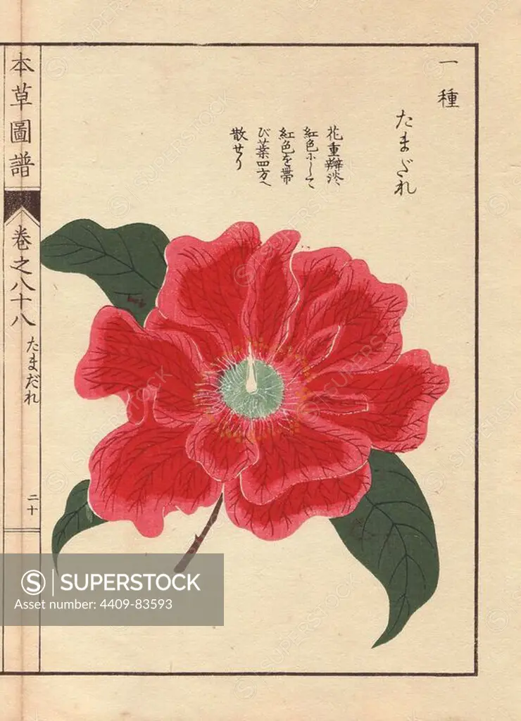 Crimson camellia "Tamagure". Thea japonica Nois. flore pleno forma. Colour-printed woodblock engraving by Kan'en Iwasaki from "Honzo Zufu," an Illustrated Guide to Medicinal Plants, 1884. Iwasaki (1786-1842) was a Japanese botanist, entomologist and zoologist. He was one of the first Japanese botanists to incorporate western knowledge into his studies.