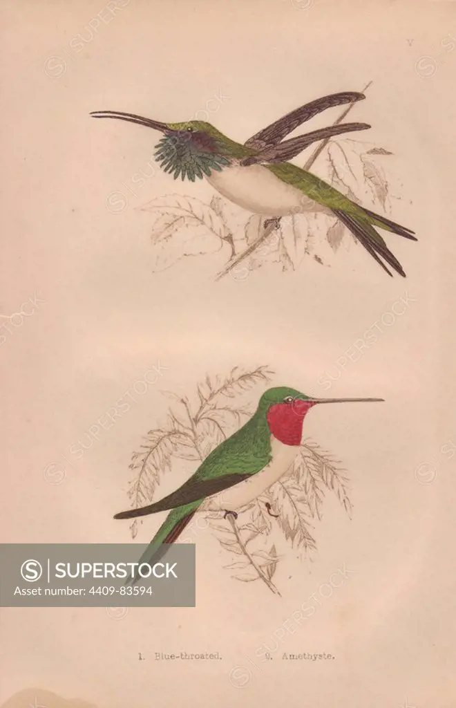 Ruby-throated hummingbird (Calothorax lucifer, Archilochus colubris). Amethystine hummingbird (Calliphlox amethystina) with azure throat feathers puffed out.. Hand-colored steel engraving from H. G. Adams' "Hummingbirds" 1856.. Henry Gardiner Adams (1812~1881) was a prolific poet, writer and editor specializing in educational books for young people. He wrote the text for several of the books in the Young Naturalist's Library including Nests and Eggs of British Birds (1855), Beautiful Butterflies (1871), Beautiful Shells (1856), Favourite Song Birds, etc. His other works include a biography of the explorer David Livingstone (1867).