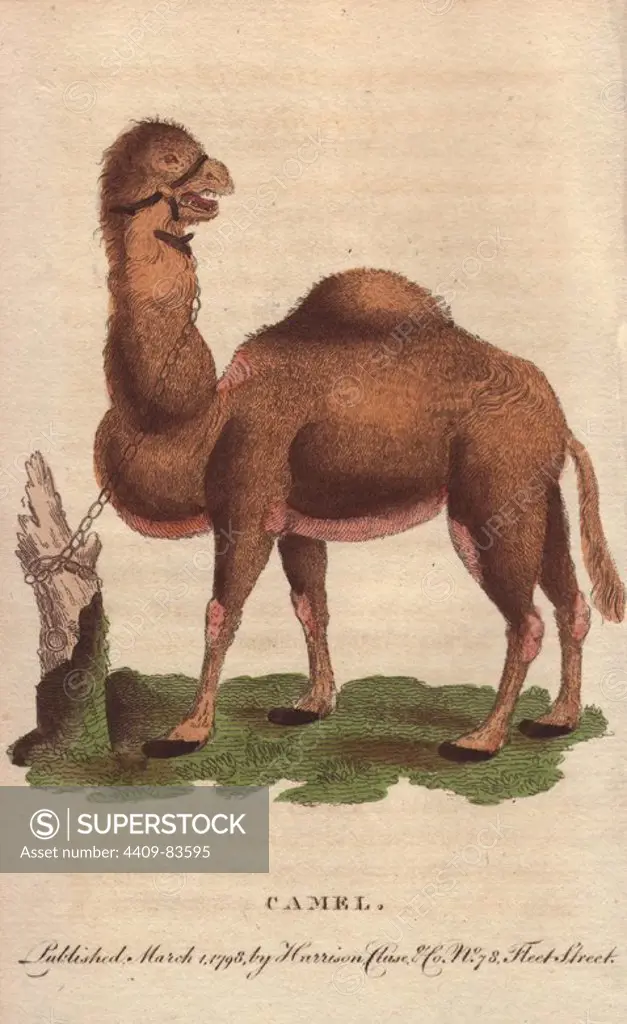 Dromedary camel. Camelus dromedarius. Handcoloured copperplate engraving from "The Naturalist's Pocket Magazine; or, Complete Cabinet of the Curiosities and Beauties of Nature" (1798~1802) published by Harrison, London.
