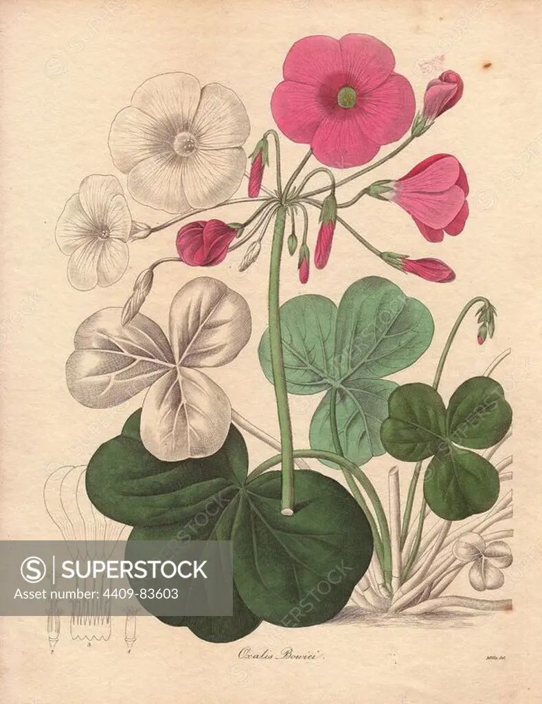 Oxalis bowiei. Bowie's wood-sorrel or Cape shamrock is a small pink-flowered plant native to South Africa. Miss R. Mills (active 1836~1842) was also the main illustrator for Knowles and Westcotts The Floral Cabinet (1837-1842). Benjamin Maund's The Botanist was a five-volume series that introduced 250 new plants from 1836 to 1842. The series is notable for its many female artists: the plates were drawn by Maund's daughters Sarah and Eliza, Augusta Withers, Priscilla Bury, Jane Taylor, Miss R. Mills among others. The other characteristic is partial colouring - many of the finely detailed copperplate engravings are left with part of the flower and leaves uncoloured.