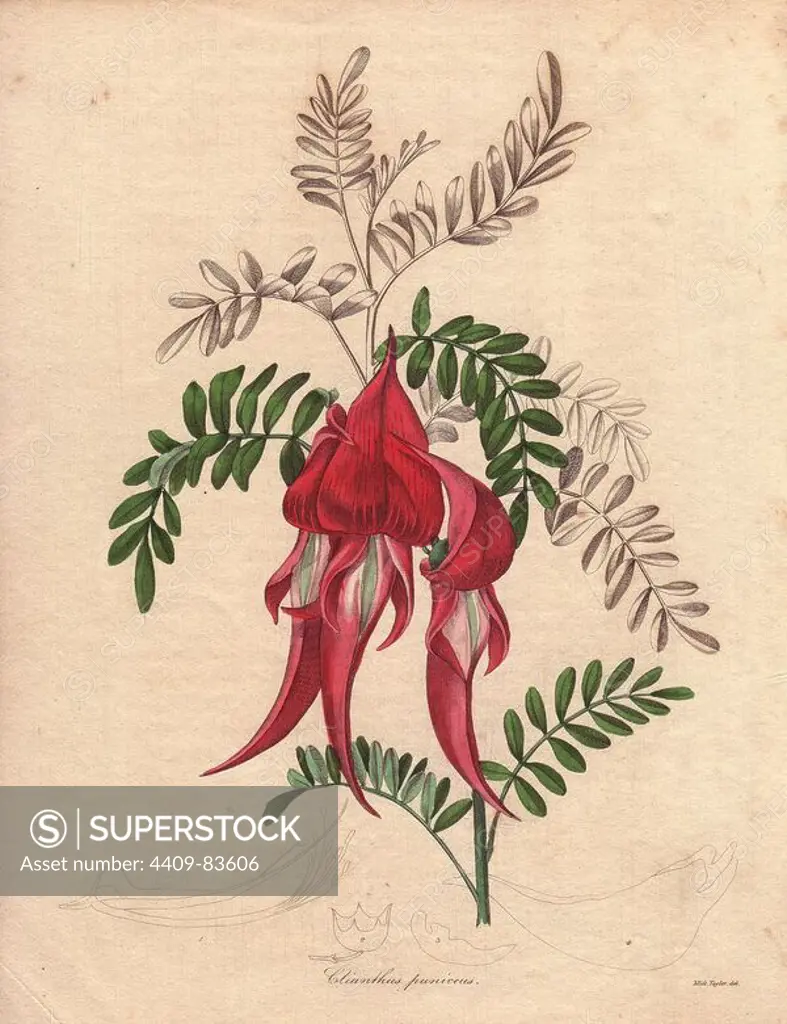 Clianthus puniceus. The lobster claw or parrot's beak (Clianthus puniceus) is a vigorous, climbing evergreen shrub with claw-like flowers of a brilliant red. Miss Jane Taylor (active 1836~1842) was a painter of still lives and contributor of flower drawings to the Society of British Artists in London.. Benjamin Maund's The Botanist was a five-volume series that introduced 250 new plants from 1836 to 1842. The series is notable for its many female artists: the plates were drawn by Maund's daughters Sarah and Eliza, Augusta Withers, Priscilla Bury, Jane Taylor, Miss R. Mills among others. The other characteristic is partial colouring - many of the finely detailed copperplate engravings are left with part of the flower and leaves uncoloured.