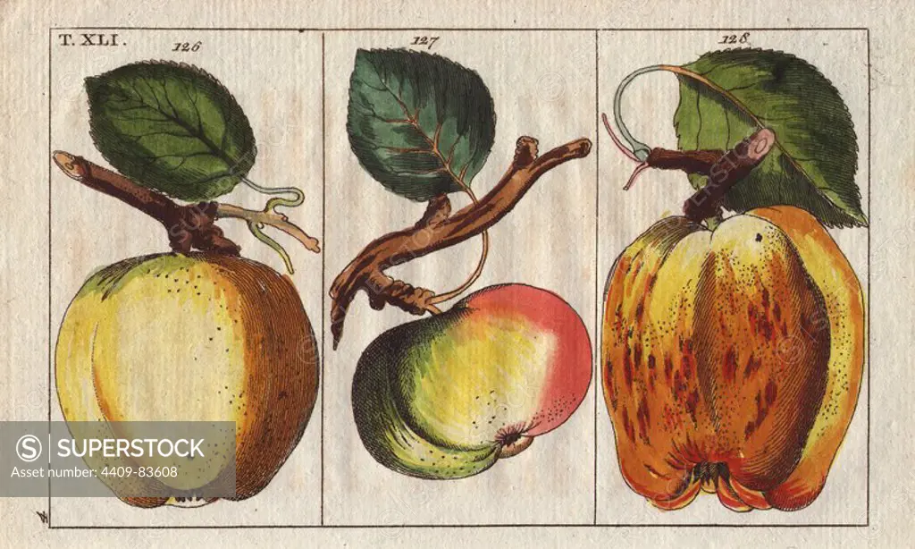Apple varieties, Malus domestica: Zitronenapfel, lemon apple, Apisapfel, pomme d'api, and Eckapfel, pomme anguleuse. Handcolored copperplate engraving of a botanical illustration from G. T. Wilhelm's "Unterhaltungen aus der Naturgeschichte" (Encyclopedia of Natural History), Vienna, 1816. Gottlieb Tobias Wilhelm (1758-1811) was a Bavarian clergyman and naturalist in Augsburg, where the first edition was published.