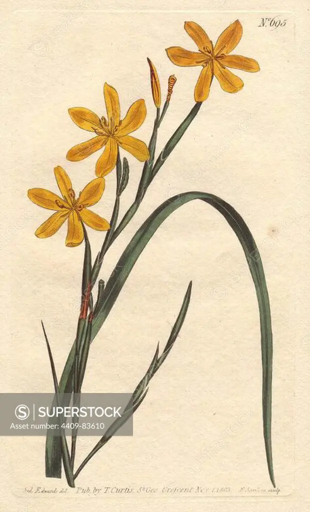 Flexuose moraea with bright yellow flowers. A native of the Cape.. Moraea flexuosa. Handcolored copperplate engraving from a botanical illustration by Sydenham Edwards from William Curtis's "Botanical Magazine" 1803.