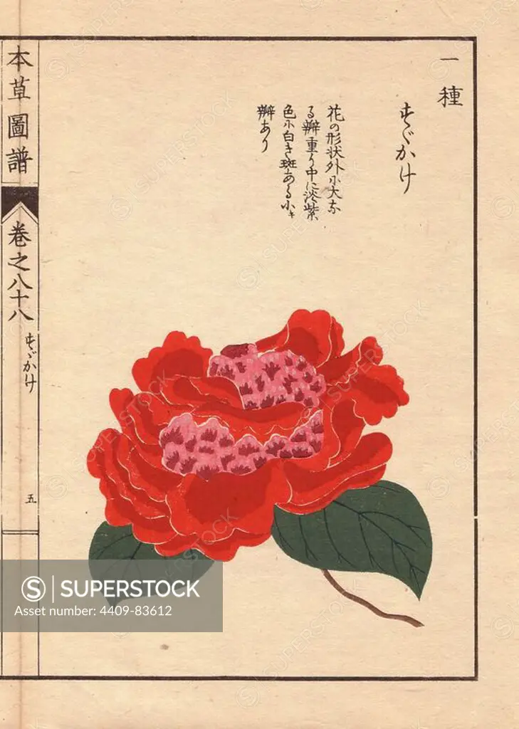 Crimson camellia "Susukage". Thea japonica Nois flore pleno forma. Colour-printed woodblock engraving by Kan'en Iwasaki from "Honzo Zufu," an Illustrated Guide to Medicinal Plants, 1884. Iwasaki (1786-1842) was a Japanese botanist, entomologist and zoologist. He was one of the first Japanese botanists to incorporate western knowledge into his studies.