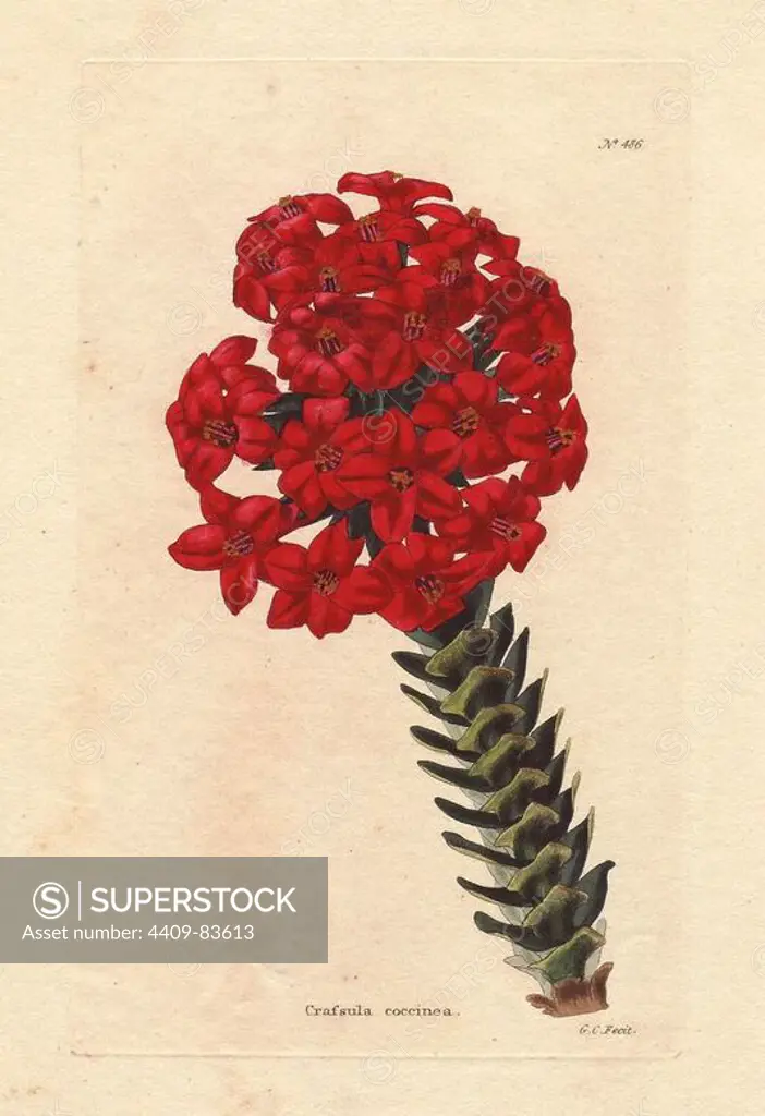 Crassula coccinea. Deep scarlet flowered crassula shrub from the Cape of Good Hope, South Africa. Drawn and engraved by George Cooke. Conrad Loddiges and Sons published an illustrated catalogue of the nursery's plants entitled the Botanical Cabinet. The monthly magazine featured 10 hand-coloured illustrations and ran from 1817 to 1833 to total 2,000 plates. The publication introduced many exquisite camellias from China, exotic orchids and lilies from the New World, and about 100 varieties of heaths from South Africa, which were currently in vogue. (The Victorian era saw a series of manias for flowers - from roses and camellias to heaths, ferns and orchids.). Most of the plates were drawn by the author George Loddiges and local engraver George Cooke (1781-1834). The others were drawn by Loddiges' daughter Jane and his brother William, Cooke's brother William and his son Edward (who became a leading Victorian artist), apprentice engravers T. Boys and William Miller (who later became prin