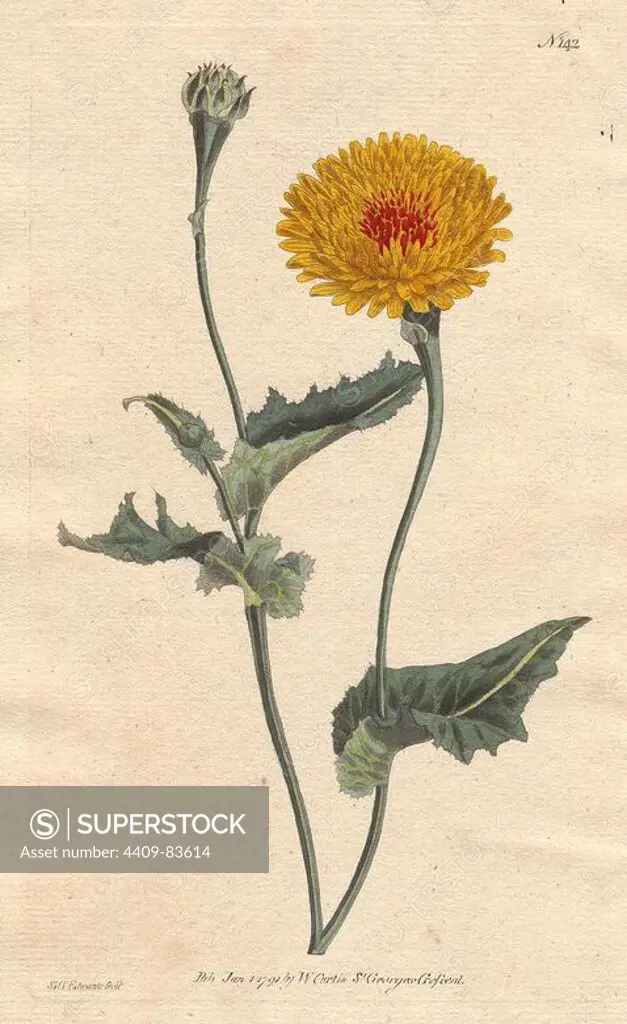Tangier scorzonera or Poppy-leaved viper's grass: yellow flower with crimson flecked center. "A native of Tangier on the Barbary coast.". Scorzonera tingitana. Handcolored copperplate engraving from a botanical illustration by Sydenham Edwards from William Curtis's "Botanical Magazine" 1791.