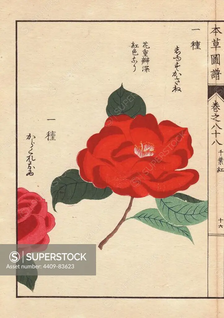 Crimson camellias "Shusukasane" and "Karakureoru". Thea japonica Nois flore semipleno forma . Colour-printed woodblock engraving by Kan'en Iwasaki from "Honzo Zufu," an Illustrated Guide to Medicinal Plants, 1884. Iwasaki (1786-1842) was a Japanese botanist, entomologist and zoologist. He was one of the first Japanese botanists to incorporate western knowledge into his studies.
