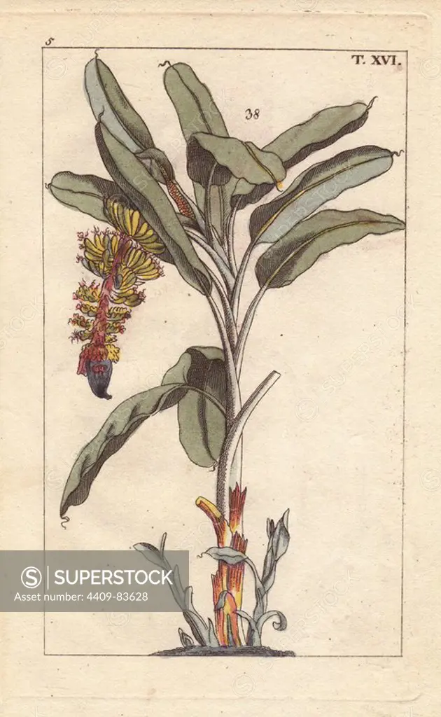 Banana tree with flower and fruit, Musa paradisiaca. Handcolored copperplate engraving of a botanical illustration by J. Schaly from G. T. Wilhelm's "Unterhaltungen aus der Naturgeschichte" (Encyclopedia of Natural History), Vienna, 1816. Gottlieb Tobias Wilhelm (1758-1811) was a Bavarian clergyman and naturalist in Augsburg, where the first edition was published.