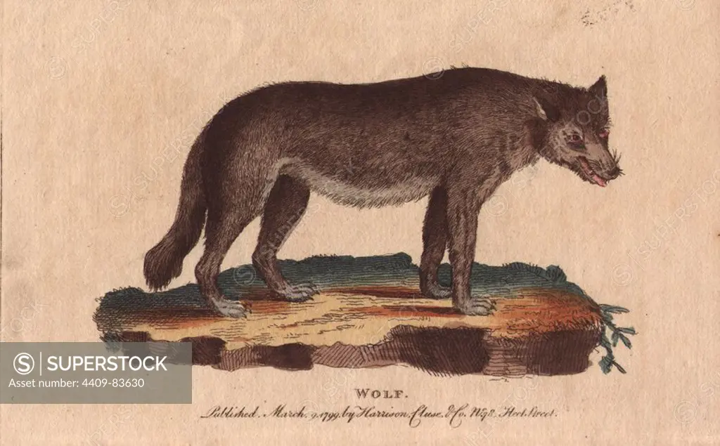 The wolf is "an animal of universal dread and detestation wherever it inhabits.". Canis lupus. Handcoloured copperplate engraving from "The Naturalist's Pocket Magazine; or, Complete Cabinet of the Curiosities and Beauties of Nature" (1798~1802) published by Harrison, London.