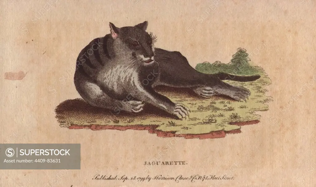 Jaguarette or black cougar. Panthera sp.. Handcoloured copperplate engraving from "The Naturalist's Pocket Magazine; or, Complete Cabinet of the Curiosities and Beauties of Nature" (1798~1802) published by Harrison, London.