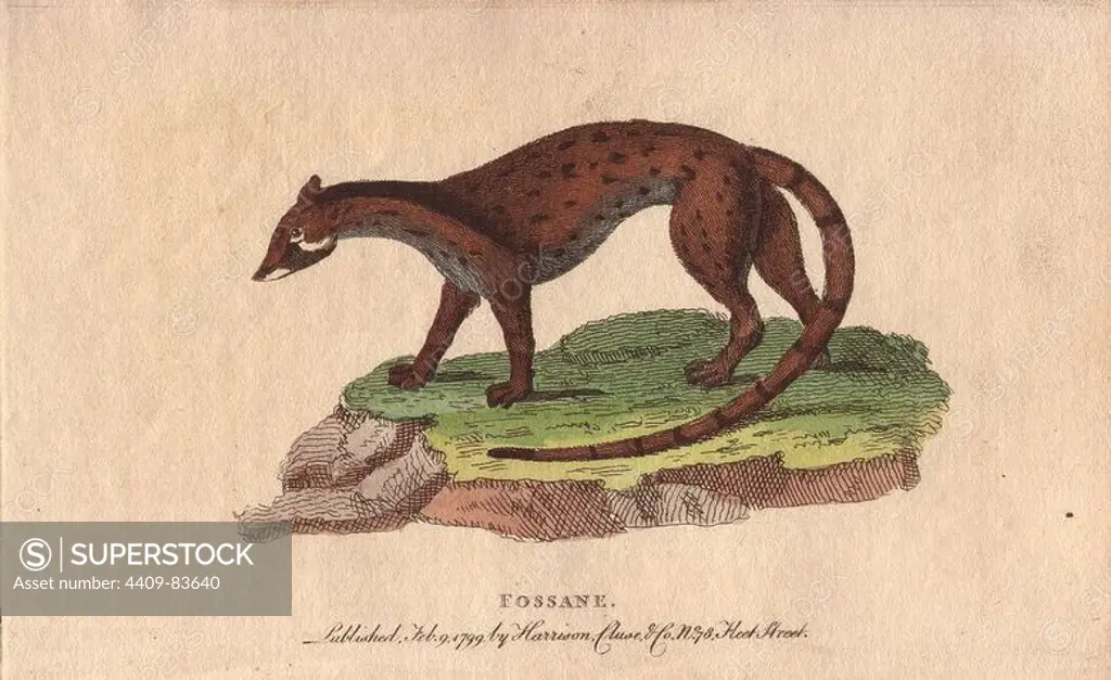 Fossane. Viverra fossa, Fossa fossana. "Inhabits Madagascar, Guinea, Cochin-China and the Philippine Isles. The Europeans have named it the wine-bibber, from its excessive fondness of palm wine. Handcoloured copperplate engraving from "The Naturalist's Pocket Magazine; or, Complete Cabinet of the Curiosities and Beauties of Nature" (1798~1802) published by Harrison, London.
