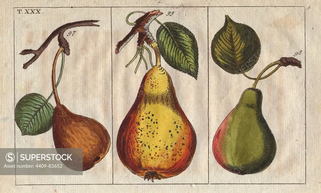 Pear varieties, Pyrus communis: small Pfalzgrafin pear, Demoiselle and Windsor.. Handcolored copperplate engraving of a botanical illustration from G. T. Wilhelm's "Unterhaltungen aus der Naturgeschichte" (Encyclopedia of Natural History), Vienna, 1816. Gottlieb Tobias Wilhelm (1758-1811) was a Bavarian clergyman and naturalist in Augsburg, where the first edition was published.