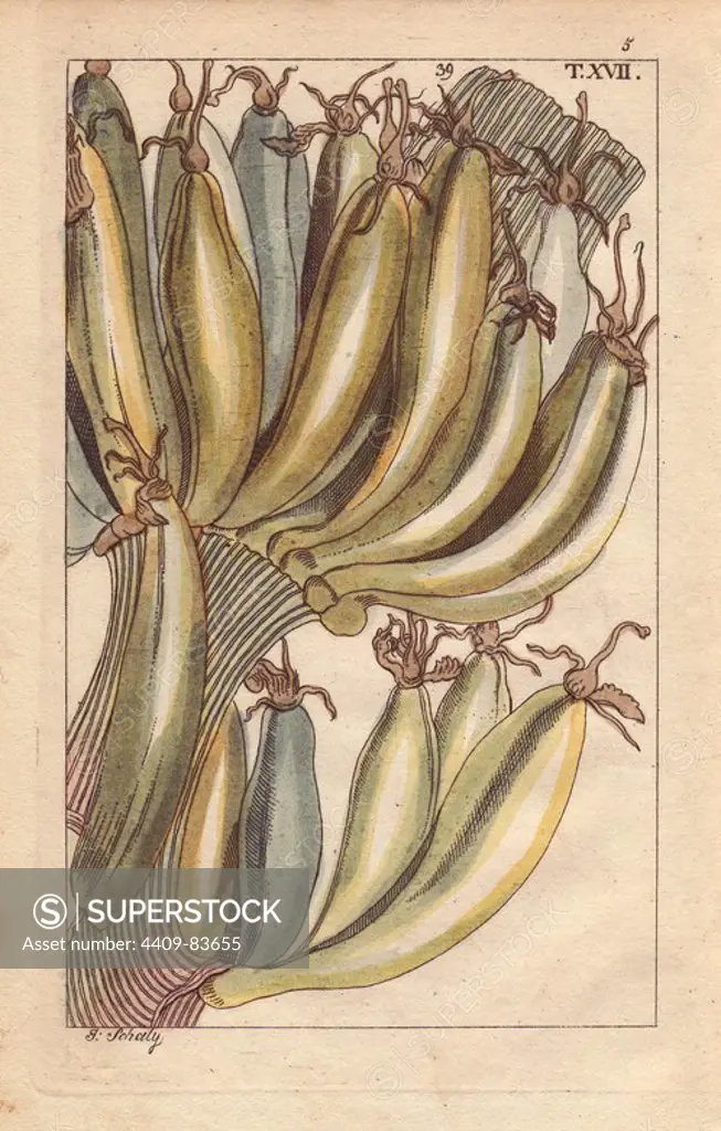 Banana fruit on tree, Musa paradisiaca. Handcolored copperplate engraving of a botanical illustration by J. Schaly from G. T. Wilhelm's "Unterhaltungen aus der Naturgeschichte" (Encyclopedia of Natural History), Vienna, 1816. Gottlieb Tobias Wilhelm (1758-1811) was a Bavarian clergyman and naturalist in Augsburg, where the first edition was published.