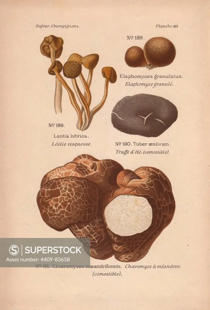Black truffle or truffe (Tuber aestivum, T. melanosporum), deer truffle (Elaphomyces granulatus), transylvanian big white truffle (Choiromyces maeandriformis) and jelly babies (Leotia lubrica).. Chromolithograph from Leon Dufour's "Atlas des Champignons Comestible et Veneneux" (1891).