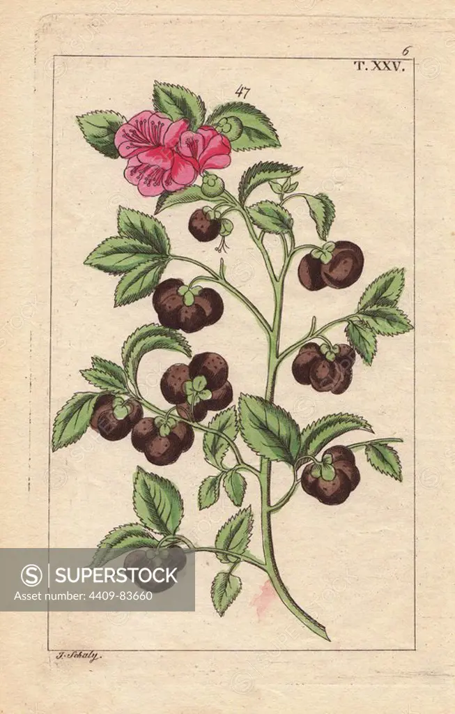 Tea tree with scarlet flower and fruit, Camellia sinensis, Thea bohea. Handcolored copperplate engraving of a botanical illustration by J. Schaly from G. T. Wilhelm's "Unterhaltungen aus der Naturgeschichte" (Encyclopedia of Natural History), Vienna, 1817. Gottlieb Tobias Wilhelm (1758-1811) was a Bavarian clergyman and naturalist in Augsburg, where the first edition was published.