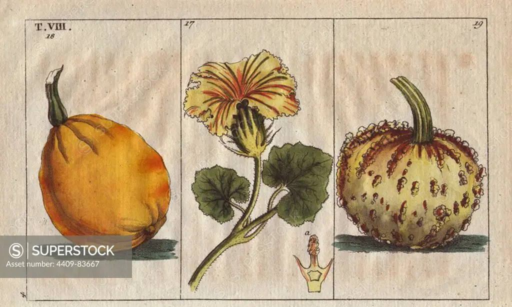 Squash flowers and fruit, Cucurbita pepo, and verrucosa, Cucurbita verrucosa. Handcolored copperplate engraving of a botanical illustration from G. T. Wilhelm's "Unterhaltungen aus der Naturgeschichte" (Encyclopedia of Natural History), Vienna, 1816. Gottlieb Tobias Wilhelm (1758-1811) was a Bavarian clergyman and naturalist in Augsburg, where the first edition was published.