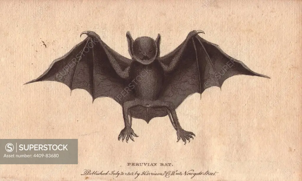 Peruvian bat or harelipped bat. Vespertilio leporinus Noctilio leporinus. Handcoloured copperplate engraving from "The Naturalist's Pocket Magazine; or, Complete Cabinet of the Curiosities and Beauties of Nature" (1798~1802) published by Harrison, London.