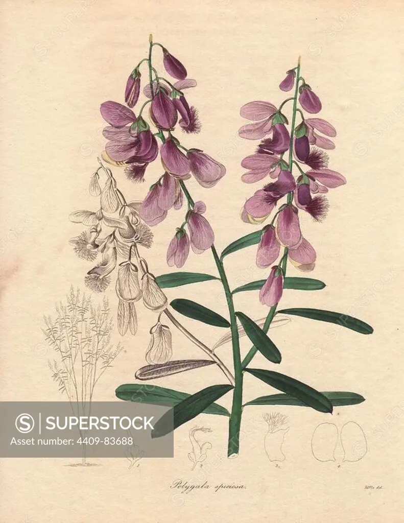 Polygala speciosa is a type of milkwort with fine pale purple flowers from the Cape of Good Hope, South Africa.. Miss R. Mills (active 1836~1842) was also the main illustrator for Knowles and Westcotts The Floral Cabinet (1837-1842). Benjamin Maund's The Botanist was a five-volume series that introduced 250 new plants from 1836 to 1842. The series is notable for its many female artists: the plates were drawn by Maund's daughters Sarah and Eliza, Augusta Withers, Priscilla Bury, Jane Taylor, Miss R. Mills among others. The other characteristic is partial colouring - many of the finely detailed copperplate engravings are left with part of the flower and leaves uncoloured.