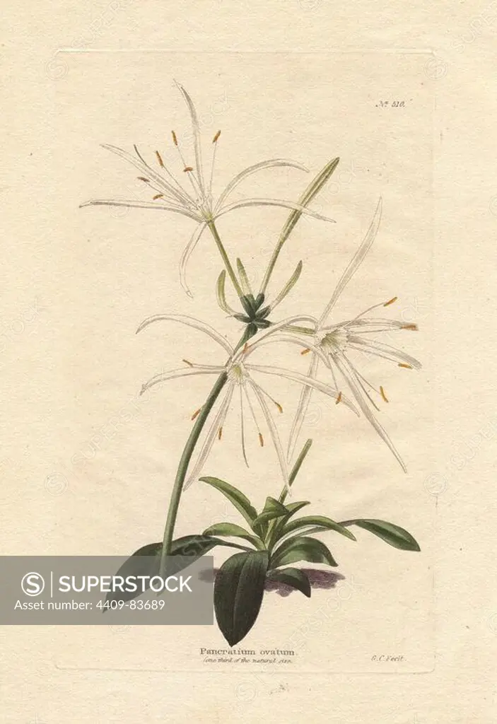 Pancratium ovatum. White pancratium amaryllis from the West Indies. Drawn and engraved by George Cooke. Conrad Loddiges and Sons published an illustrated catalogue of the nursery's plants entitled the Botanical Cabinet. The monthly magazine featured 10 hand-coloured illustrations and ran from 1817 to 1833 to total 2,000 plates. The publication introduced many exquisite camellias from China, exotic orchids and lilies from the New World, and about 100 varieties of heaths from South Africa, which were currently in vogue. (The Victorian era saw a series of manias for flowers - from roses and camellias to heaths, ferns and orchids.). Most of the plates were drawn by the author George Loddiges and local engraver George Cooke (1781~1834). The others were drawn by Loddiges' daughter Jane and his brother William, Cooke's brother William and his son Edward (who became a leading Victorian artist), apprentice engravers T. Boys and William Miller (who later became principal engraver to the artist J
