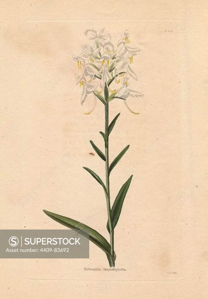 Habenaria blephariglottis. White fringed orchid . Conrad Loddiges and Sons published an illustrated catalogue of the nursery's plants entitled the Botanical Cabinet. The monthly magazine featured 10 hand-coloured illustrations and ran from 1817 to 1833 to total 2,000 plates. The publication introduced many exquisite camellias from China, exotic orchids and lilies from the New World, and about 100 varieties of heaths from South Africa, which were currently in vogue. (The Victorian era saw a series of manias for flowers - from roses and camellias to heaths, ferns and orchids.). Most of the plates were drawn by the author George Loddiges and local engraver George Cooke (1781~1834). The others were drawn by Loddiges' daughter Jane and his brother William, Cooke's brother William and his son Edward (who became a leading Victorian artist), apprentice engravers T. Boys and William Miller (who later became principal engraver to the artist J.M.W. Turner) and Miss Rebello. All the plates were en