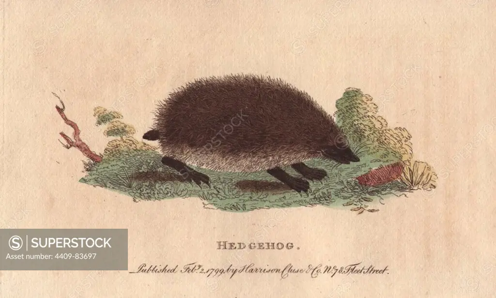 Hedgehog. Erinaceus europaeus. "It is said to be very destructive to gardens and orchards, where according to the opinion of the vulgar, it rolls itself among a heap of fruits and thus contrives to carry off a large quantity which are transfixed on its prickles.". Handcoloured copperplate engraving from "The Naturalist's Pocket Magazine; or, Complete Cabinet of the Curiosities and Beauties of Nature" (1798~1802) published by Harrison, London.
