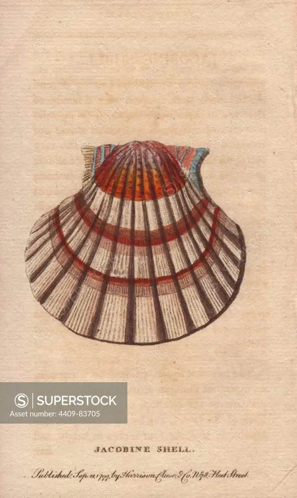 Jacobine shell or scallop. "This shell is a bivalve of the family of Pectens or Escallops. The figure painted by Kleemann an ingenious German artist, represents the under side of the escallop, called by some the Shell of St. James and by others the Jacobine Shell.". Handcoloured copperplate engraving from "The Naturalist's Pocket Magazine; or, Complete Cabinet of the Curiosities and Beauties of Nature" (1798~1802) published by Harrison, London.