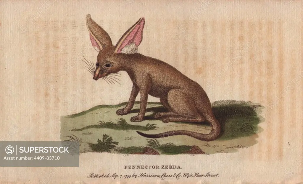 Fennec fox or zerda. Vulpes zerda. "Mr. Pennant has given us the figure as first published by Skioldbrand at Stockholm in 1777.". Handcoloured copperplate engraving from "The Naturalist's Pocket Magazine; or, Complete Cabinet of the Curiosities and Beauties of Nature" (1798~1802) published by Harrison, London.