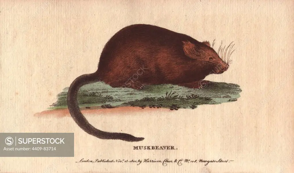 Muskbeaver or muskrat. Castor zibethicus or Ondatra zibethicus. "Pennant supposes that the odour of this animal, which it loses in winter, may be derived from its feeding on the Calamus aromaticus.". Handcoloured copperplate engraving from "The Naturalist's Pocket Magazine; or, Complete Cabinet of the Curiosities and Beauties of Nature" (1798~1802) published by Harrison, London.