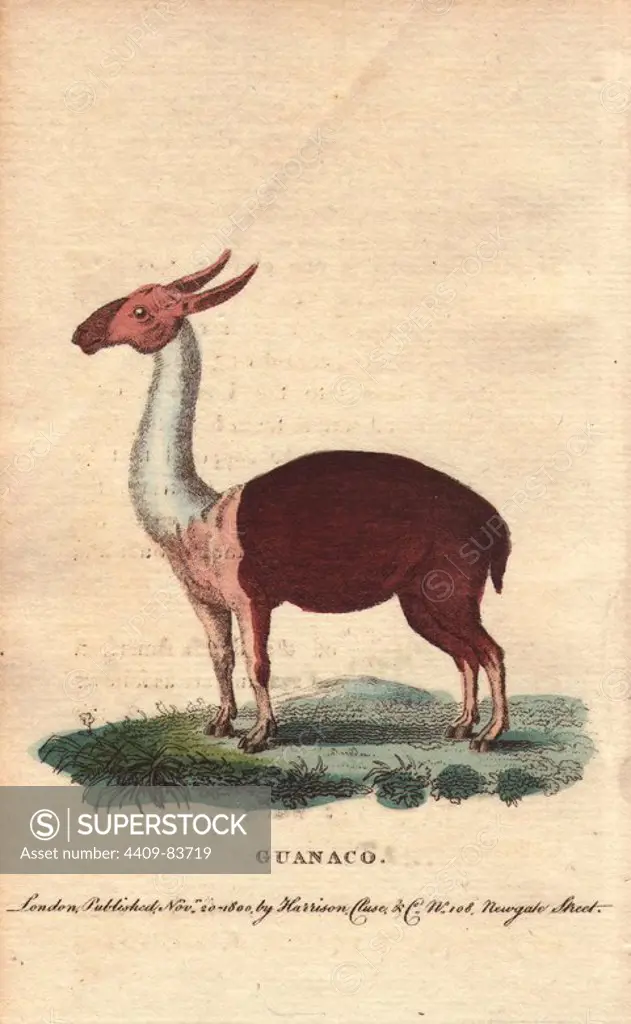 Guanaco, "a species of camel native to the New World.". Lama guanicoe. Illustration copied from the figure in Gesner.. Handcoloured copperplate engraving from "The Naturalist's Pocket Magazine; or, Complete Cabinet of the Curiosities and Beauties of Nature" (1798~1802) published by Harrison, London.