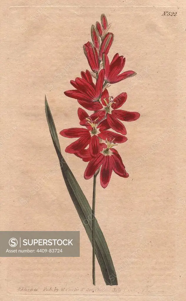 Crimson ixia or spreading-flower'd ixia with deep crimson flowers.. Ixia patens. Handcolored copperplate engraving from a botanical illustration by Sydenham Edwards from William Curtis's "Botanical Magazine" 1801.