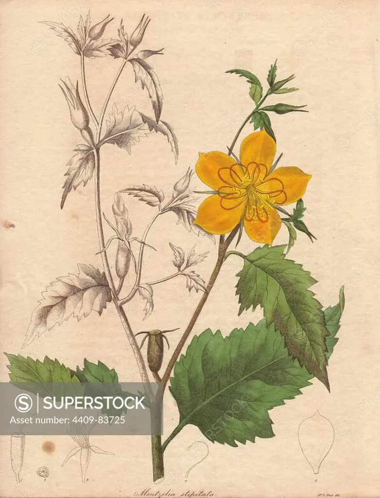 Mentzelia stipitata 34. Stalked mentzelia . Illustration by Mrs. Priscilla Bury. With partly coloured plant, and engraved dissections of petal, fruit, stamens, etc. Benjamin Maund's The Botanist was a five-volume series that introduced 250 new plants from 1836 to 1842. The series is notable for its many female artists: the plates were drawn by Maund's daughters Sarah and Eliza, Augusta Withers, Priscilla Bury, Jane Taylor, Miss R. Mills among others. The other characteristic is partial colouring - many of the finely detailed copperplate engravings are left with part of the flower and leaves uncoloured.