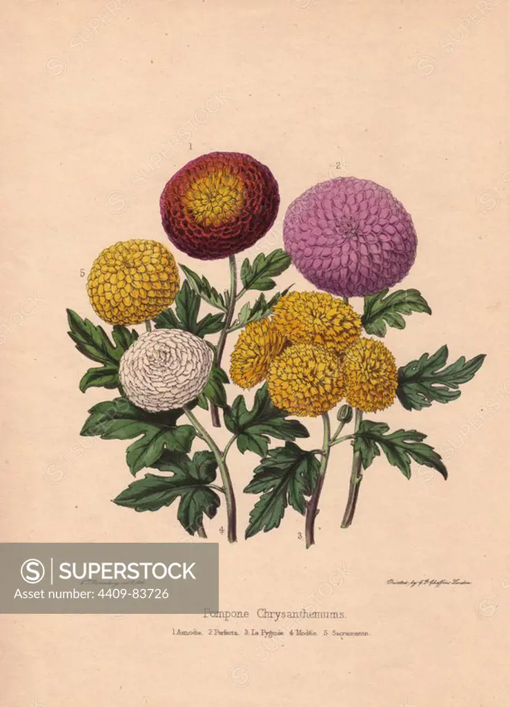 Pompone chrysanthemums. Crimson Asmodie, purple Perfecta, yellow La Pygmee, white Modele and yellow Sacramento. Drawn and zincographed by C. T. Rosenberg, for Thomas Moore's "The Garden Companion and Florists' Guide," 1852, published by Charles Frederick Cheffins.. C.T. Rosenberg drew and engraved many botanicals for Moore's "The Gardener's Magazine of Botany" and W.J. Hooker's "Curtis's Botanical Magazine" in the middle of the 19th century. Moore (1821-1887) was the curator of the Botanic Garden, Chelsea, from 1847 until his death.