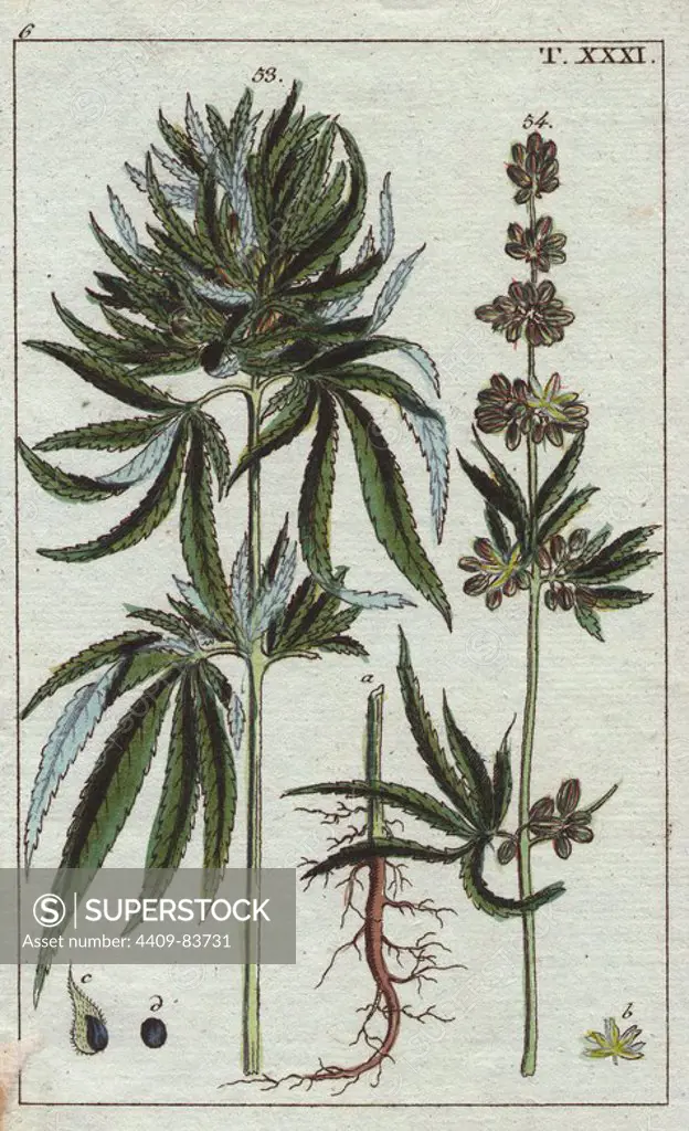 Cannabis plant with leaves, buds and roots.. Cannabis sativa. Handcolored copperplate engraving from G. T. Wilhelm's "Unterhaltungen aus der Naturgeschichte" (Encyclopedia of Natural History) 1820. Gottlieb Tobias Wilhelm (1758-1811) was a Bavarian clergyman and naturalist in Augsburg, where the first edition was published.