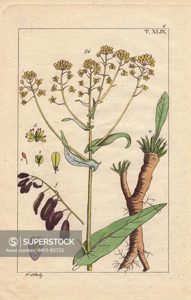 Yellow woad flower, seeds and root, Isatis tinctoria. Handcolored copperplate engraving of a botanical illustration by J. Schaly from G. T. Wilhelm's "Unterhaltungen aus der Naturgeschichte" (Encyclopedia of Natural History), Vienna, 1817. Gottlieb Tobias Wilhelm (1758-1811) was a Bavarian clergyman and naturalist in Augsburg, where the first edition was published.