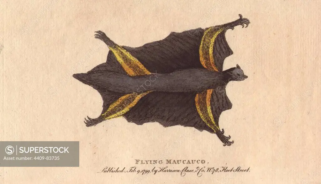 Flying maucauco or Philippine flying lemur. Cynocephalus volans (Lemur volans). "A native of the Molucca and Philippine islands. It is called by the different Indians who inhabit these countries, the Caguang, the Colugo and the Gigua.". Handcoloured copperplate engraving from "The Naturalist's Pocket Magazine; or, Complete Cabinet of the Curiosities and Beauties of Nature" (1798~1802) published by Harrison, London.