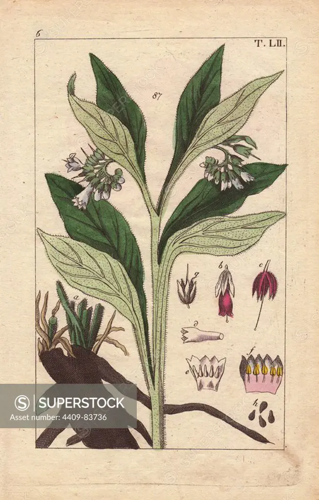 Black salsify with white flowers, leaves and black root, Scorzonera hispanica. Handcolored copperplate engraving of a botanical illustration by J. Schaly from G. T. Wilhelm's "Unterhaltungen aus der Naturgeschichte" (Encyclopedia of Natural History), Vienna, 1817. Gottlieb Tobias Wilhelm (1758-1811) was a Bavarian clergyman and naturalist in Augsburg, where the first edition was published.